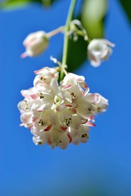 Staphylea pinnata - klokoč zpeřený - květenství (2)